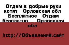 Отдам в добрые руки котят - Орловская обл. Бесплатное » Отдам бесплатно   . Орловская обл.